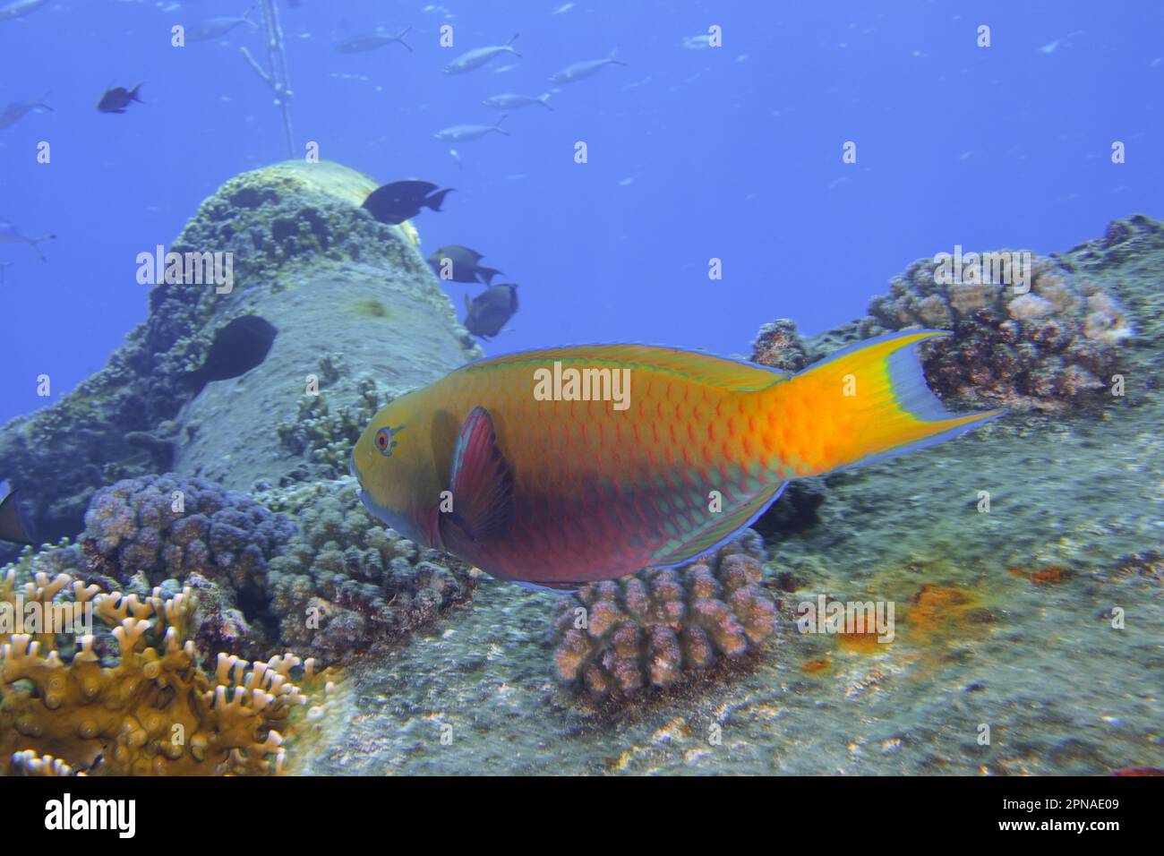 Parrotfish femelle à rumped vert (Scarus frenatus), parrotfish, site de plongée d'épave de Giannis D, Hurghada, Égypte, Mer Rouge Banque D'Images