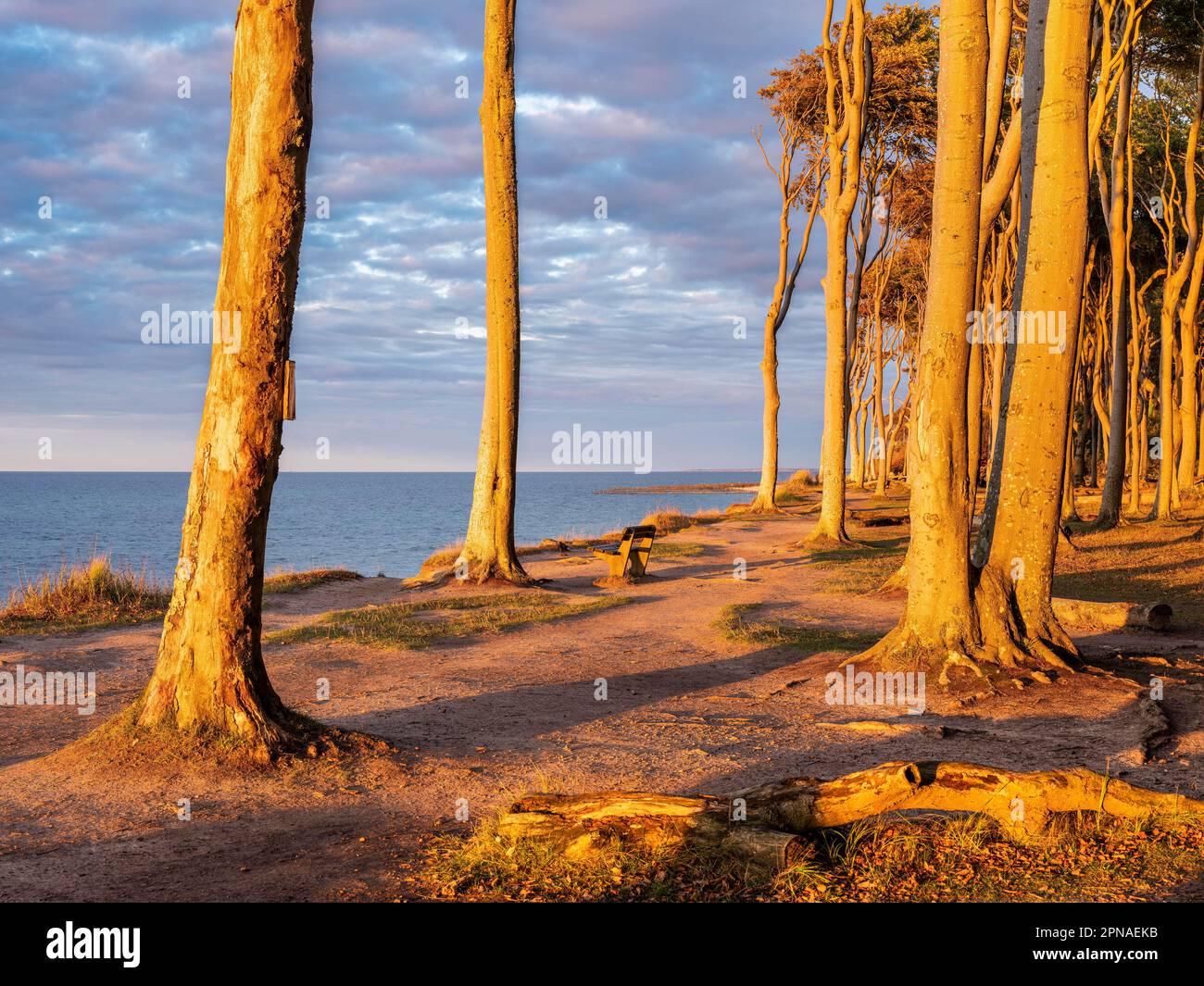 La forêt fantôme de Nienhagen sur la côte de la mer Baltique dans le