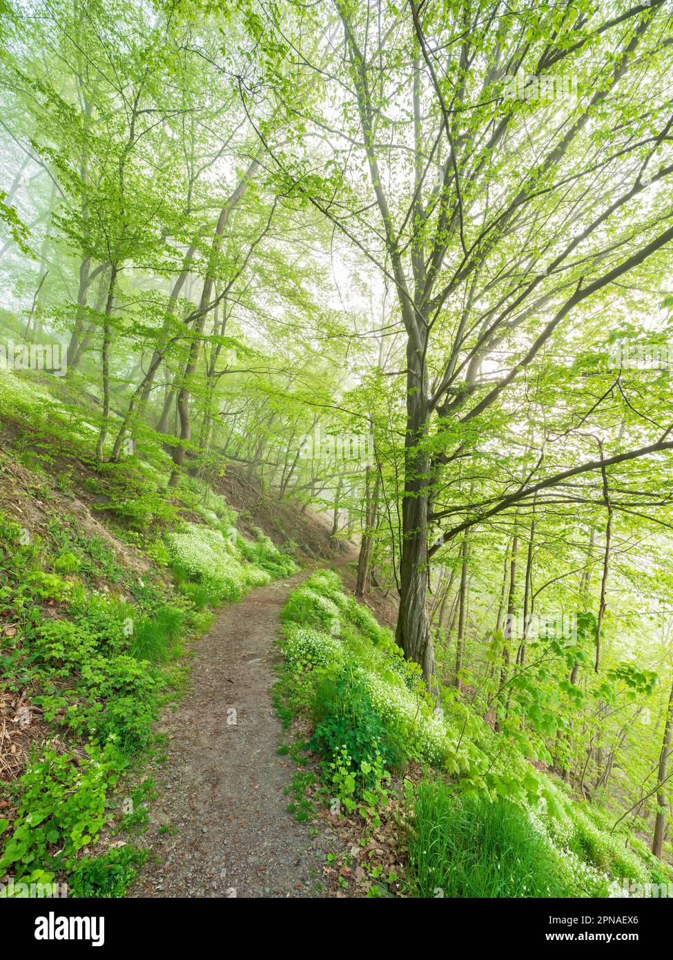 Sentier de randonnée dans une forêt verte avec brume matinale au printemps, parc naturel des montagnes Slate de Thuringe, haute-Saale, Forêt thuringeoise, Saale Banque D'Images