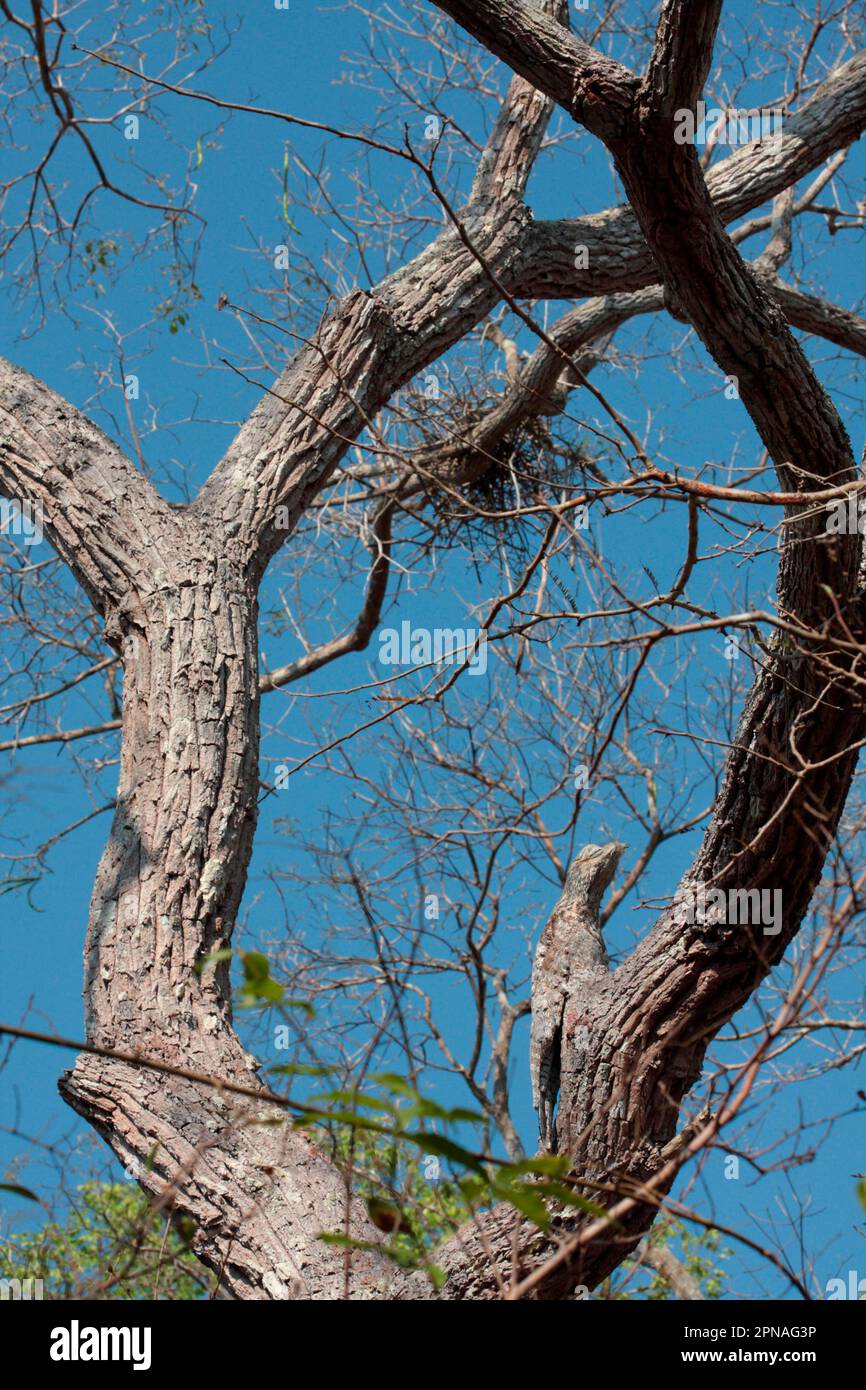 Potoo géant, Potoo géant, animaux, oiseaux, Grand Potoo (Nyctibius grandis grandis grandis grandis) adulte, roosting pendant la journée, camouflage sur branche dans l'arbre Banque D'Images