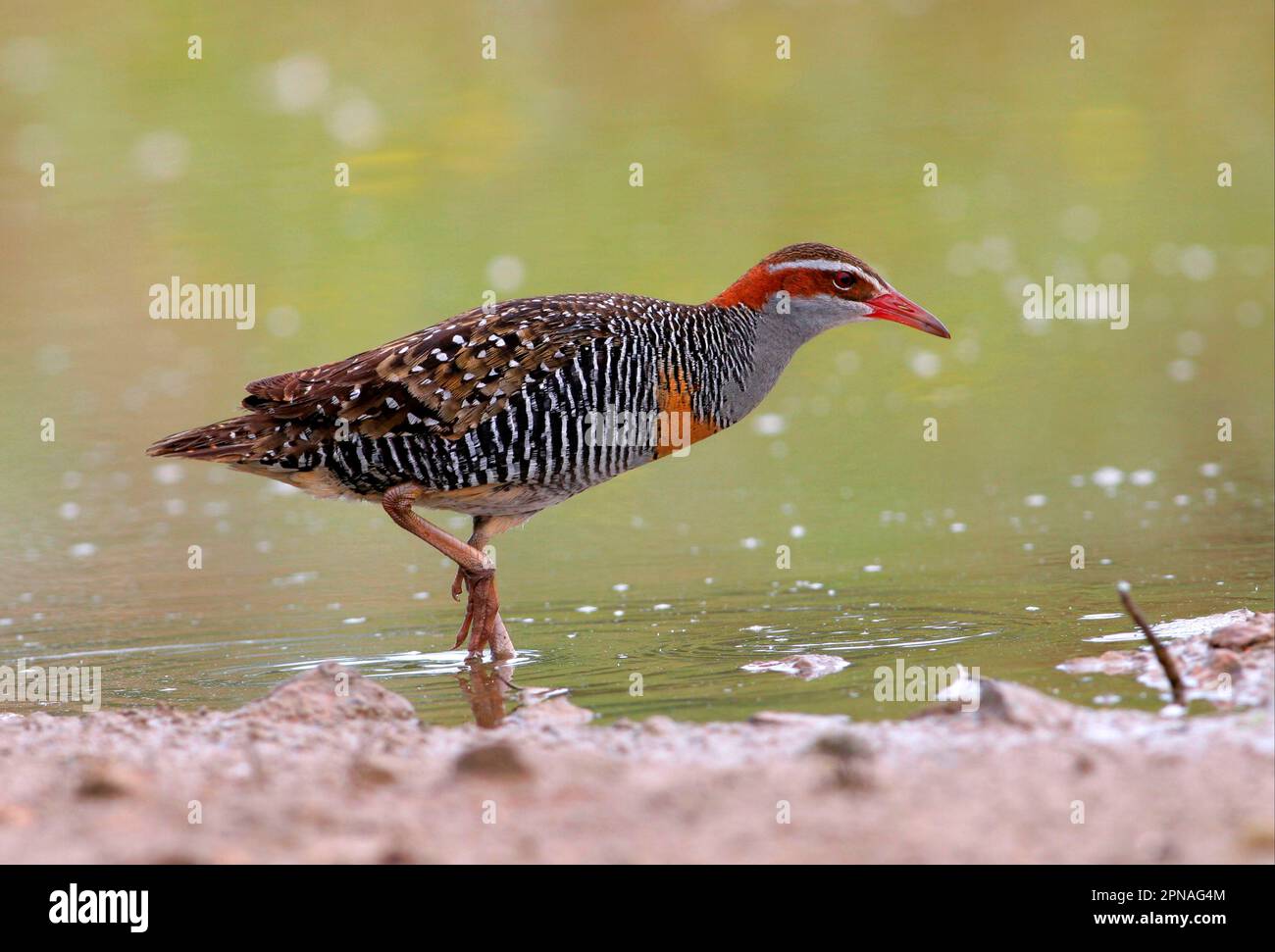 Rail à baffles (Gallirallus phippensis) adulte marchant dans l'eau, sud-est du Queensland, Australie Banque D'Images