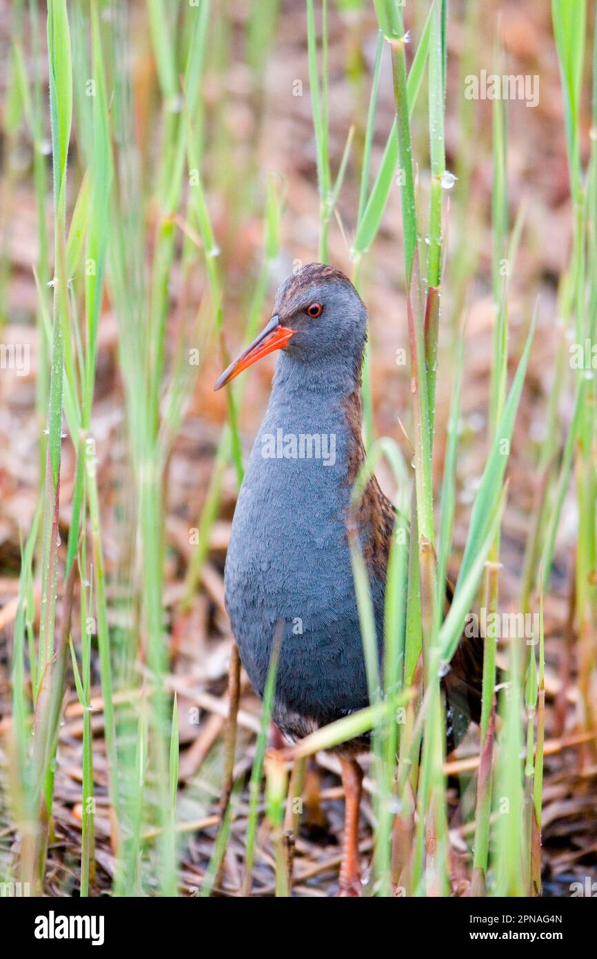 Rails d'eau, rails d'eau (Ralls aquaticus), rails, animaux, oiseaux, rails d'eau pour adultes, debout dans la réserve de Minsmere RSPB, Suffolk, Angleterre Banque D'Images