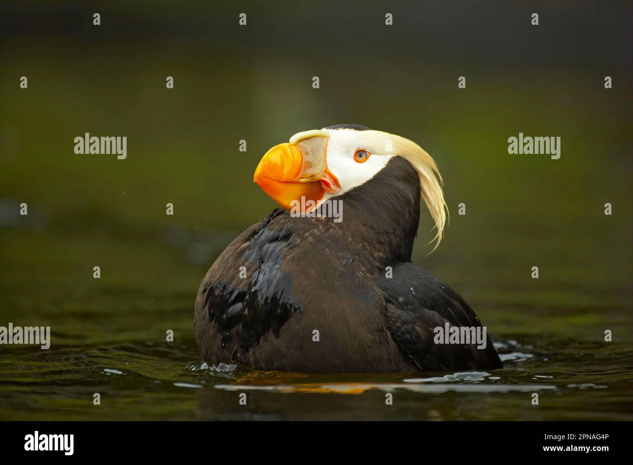 Lunda cirrhata, Puffin à crête jaune (Fratercula cirrhata), Schopflund, Puffin à crête jaune, Schopflund, Alcids, Animaux, oiseaux, Puffin touffeté Banque D'Images