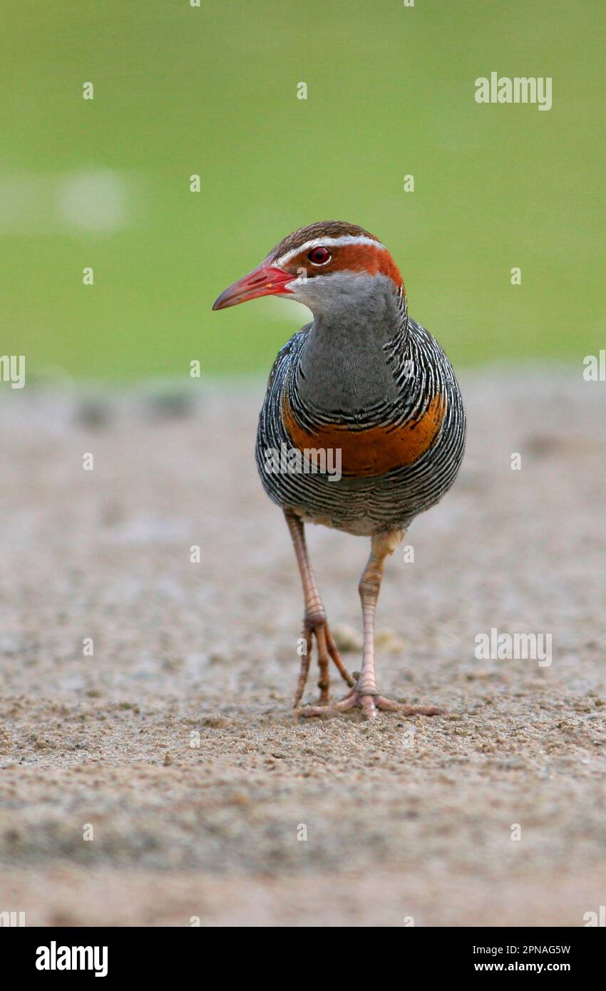 Rail à baffles (Gallirallus phippensis) adulte marchant sur la boue, sud-est du Queensland, Australie Banque D'Images