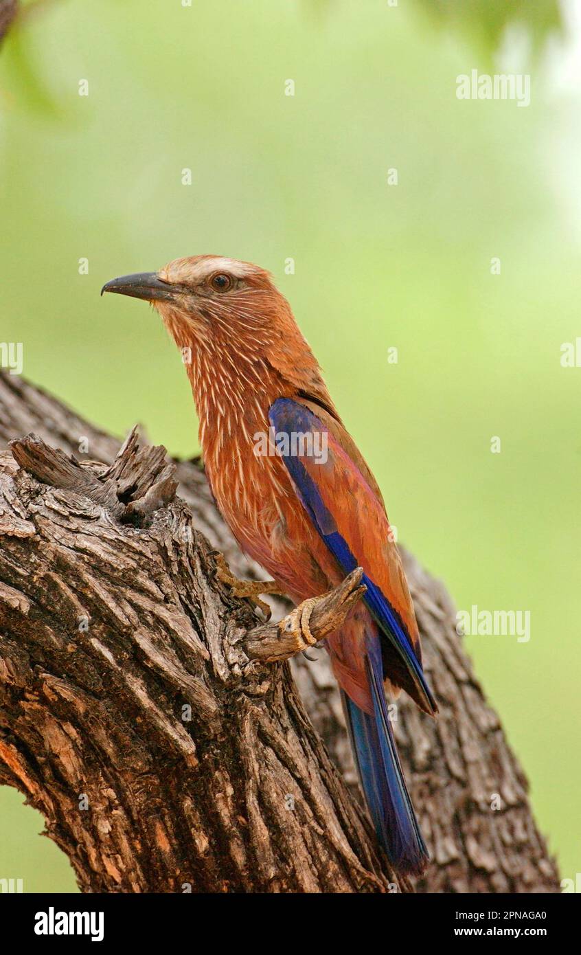 Coracias naevius, rouleaux violets (Coracias naevia), raquette, raquettes, animaux, oiseaux, Purple Roller adulte perché, Etosha, Namibie Banque D'Images