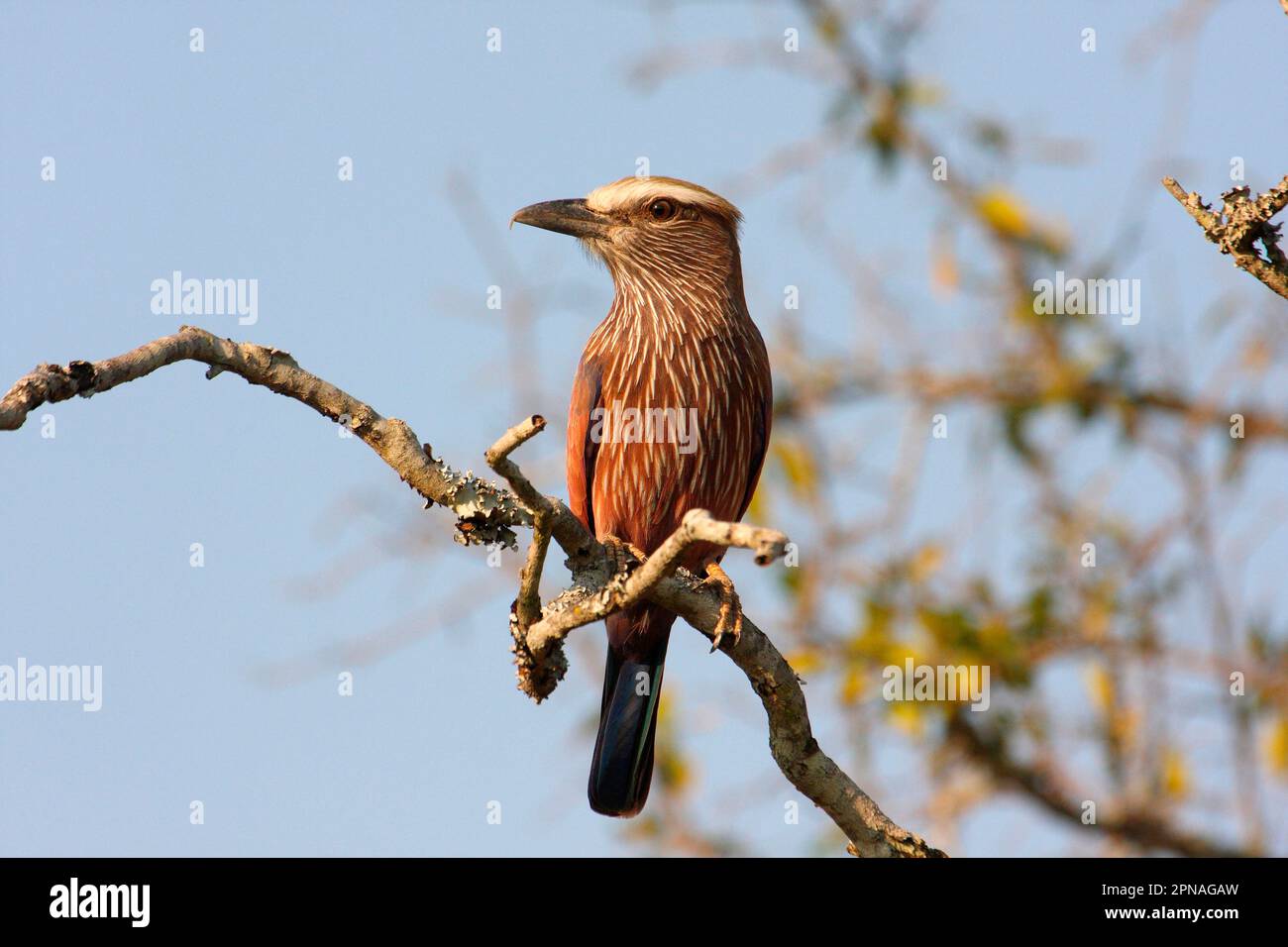 Rouleau violet (Coracias naevia) adulte, assis sur une succursale, réserve de jeu de Mkhaya, Swaziland Banque D'Images