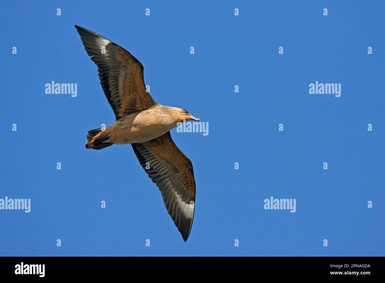 Stercorarius antarctique, skuas bruns, skua brun, skuas bruns, Skua, Skuas, goélands, goélands, animaux, oiseaux, Antarctique skua (Antarctique de Catharacta) Banque D'Images