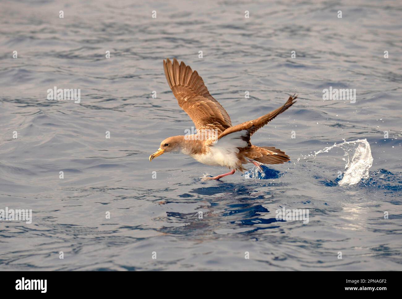 Cory's Shearwater (Calonectris diomedea) adulte, en vol, décollage de la surface de l'océan, Açores Banque D'Images