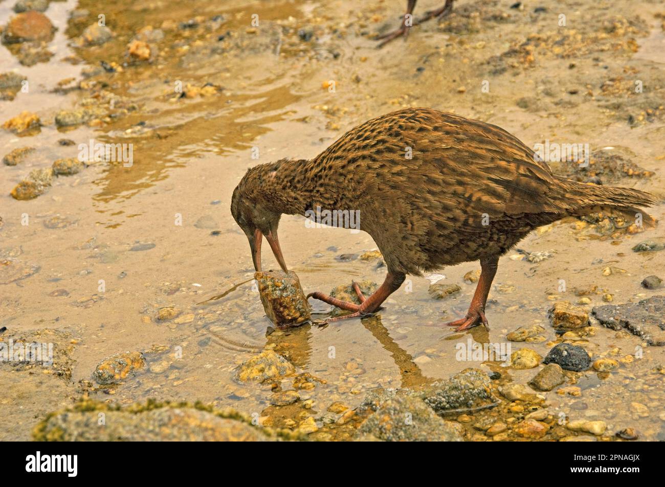 Stewart Island Weka (Gallirallus australis scotti) adulte, recherche de nourriture, jets de pierres dans une piscine de roche sur la plage, Stewart Island, Nouvelle-Zélande Banque D'Images