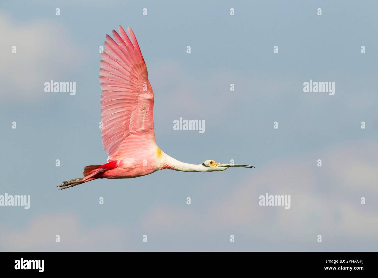 Roseate spoonbill (Ajaia ajaja) adulte, en vol, High Island, péninsule bolivarienne, comté de Galveston, utricularia ochroleuca (U.) (U.) S. A. Banque D'Images