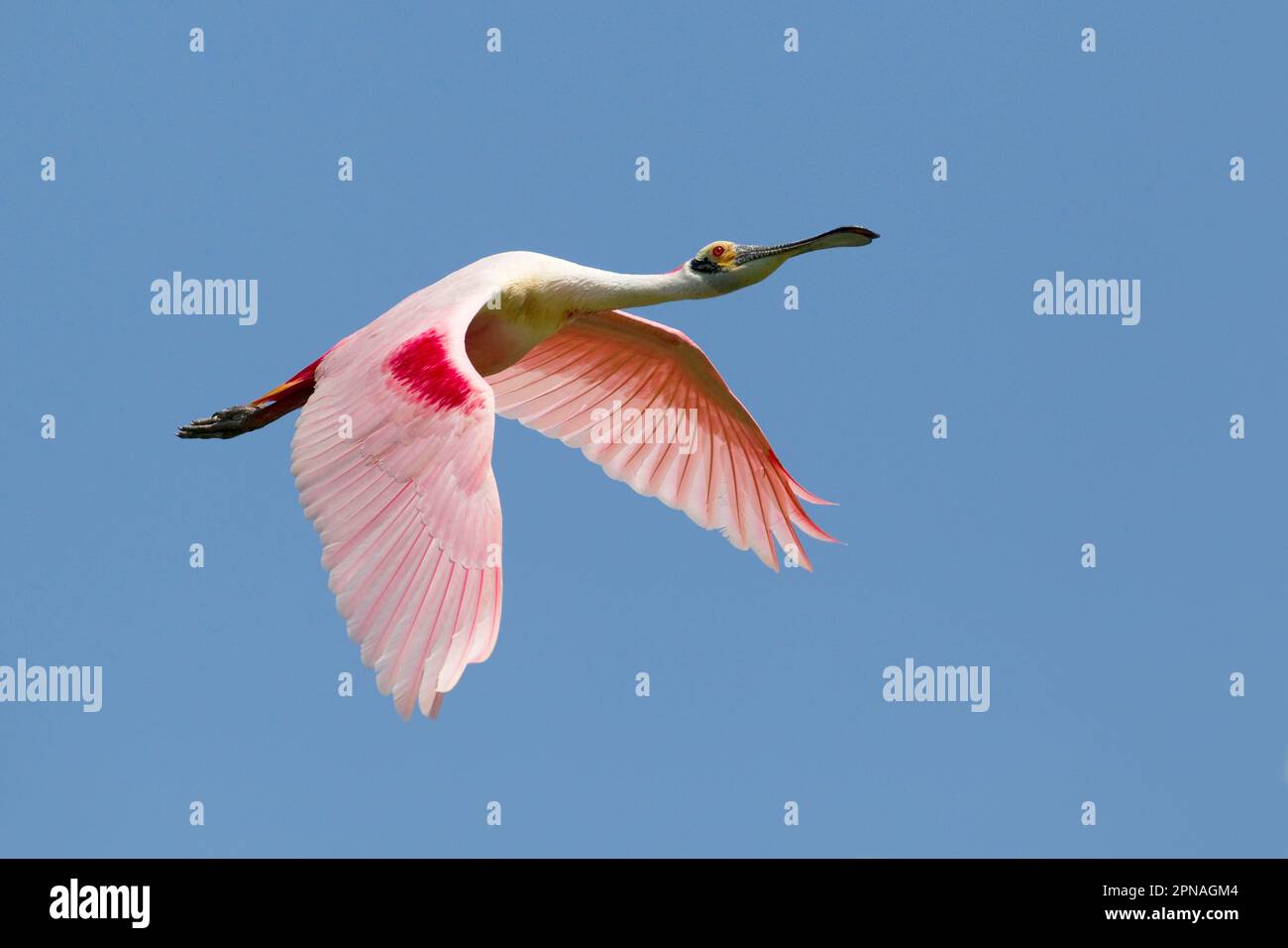 Roseate spoonbill (Ajaia ajaja) adulte, en vol, High Island, péninsule bolivarienne, comté de Galveston, utricularia ochroleuca (U.) (U.) S. A. Banque D'Images