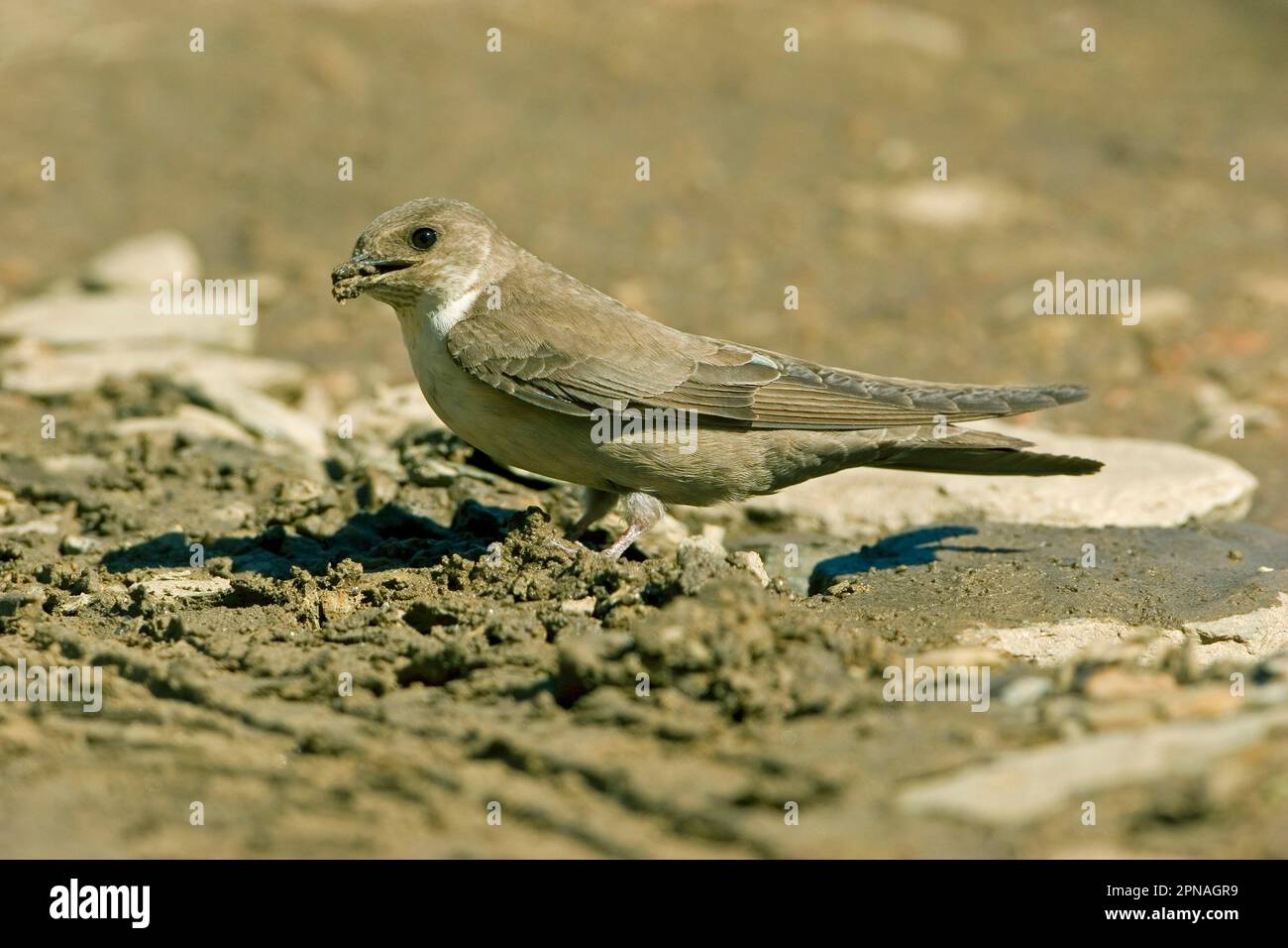 Crag eurasien martin (Ptyonoprogne rupestris), Cliff Swallows, oiseaux chanteurs, animaux, oiseaux, Hirondelles, Crag-martin eurasien (Hirundo rupestris) adulte Banque D'Images