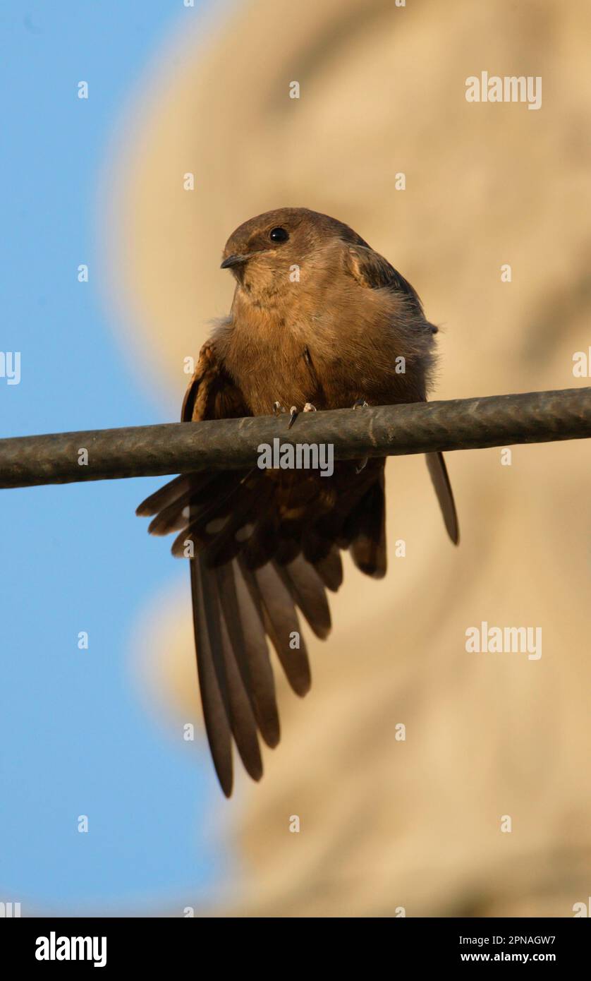 Dusky Crag-martin (Hirundo concolor) adulte, perchée sur la ligne électrique, étirement des ailes et de la queue, Gujarat, Inde Banque D'Images