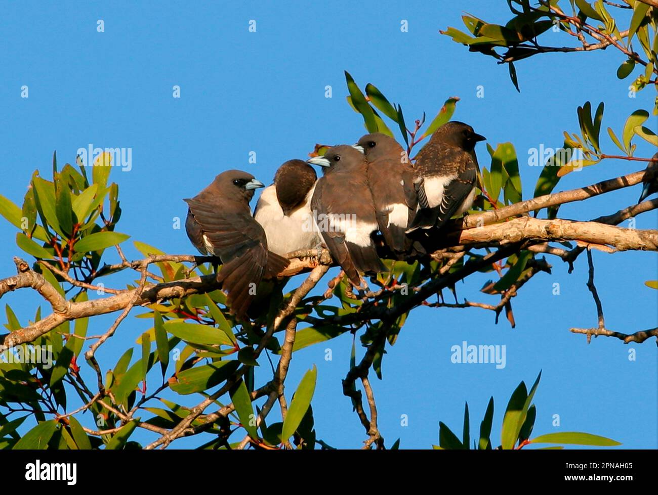 Hirondelles de bois à la poitrine blanche (Artamus leucorynchus) quatre adultes aux ailes immatures, coulées et étirées, Queensland, Australie Banque D'Images