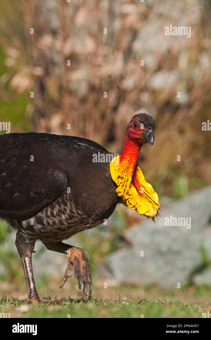 Australien australien australien clé à brossturkey (Alectura lathami) adulte, fourragé, rayant le sol avec ses pieds, Noosa, Queensland, Australie Banque D'Images