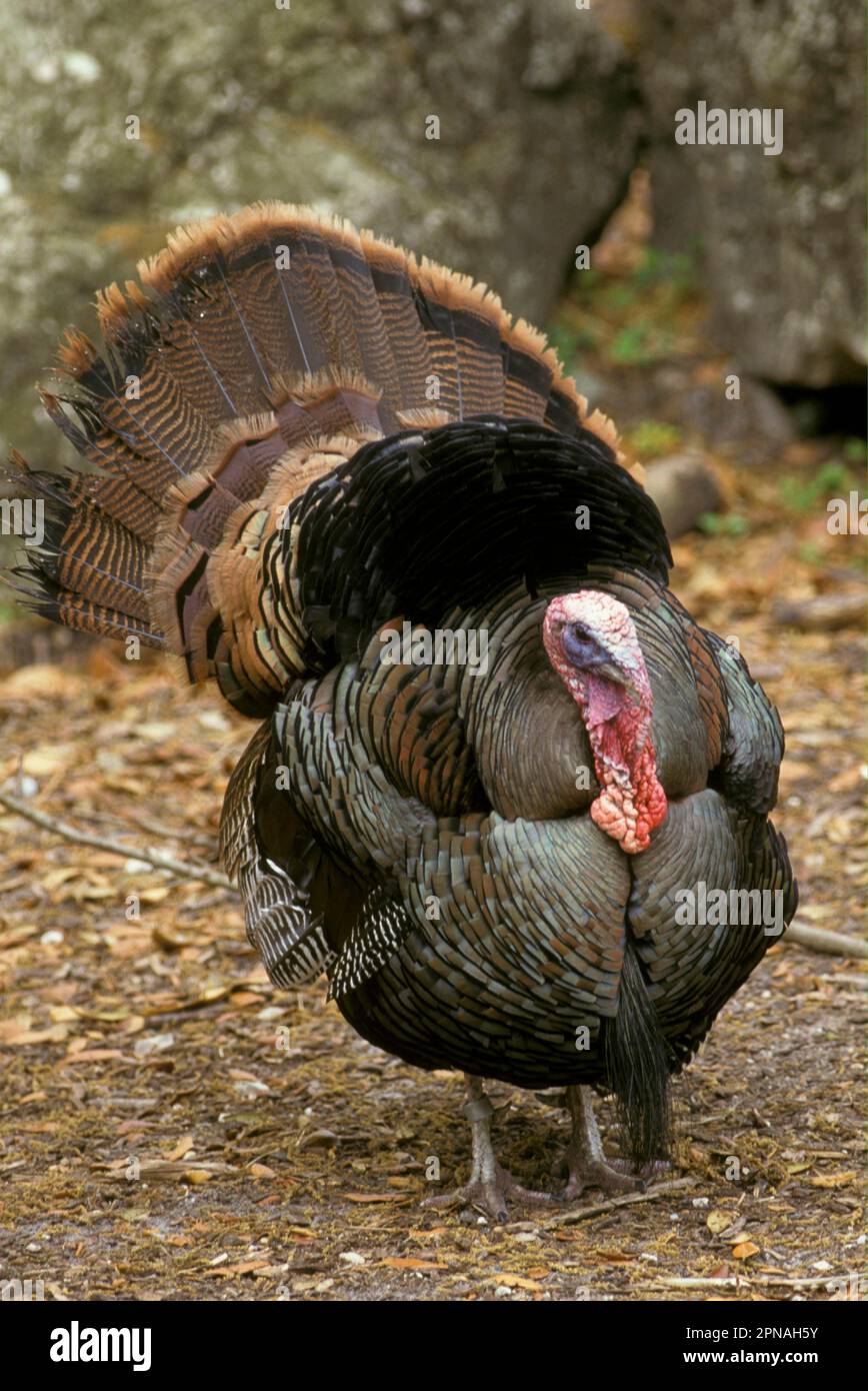 Dinde de bronze, dinde de bronze, dinde de bronze, dinde sauvage, dinde commune (Meleagris gallopavo), oiseaux de poulet, animaux, oiseaux, dinde sauvage mâle Banque D'Images