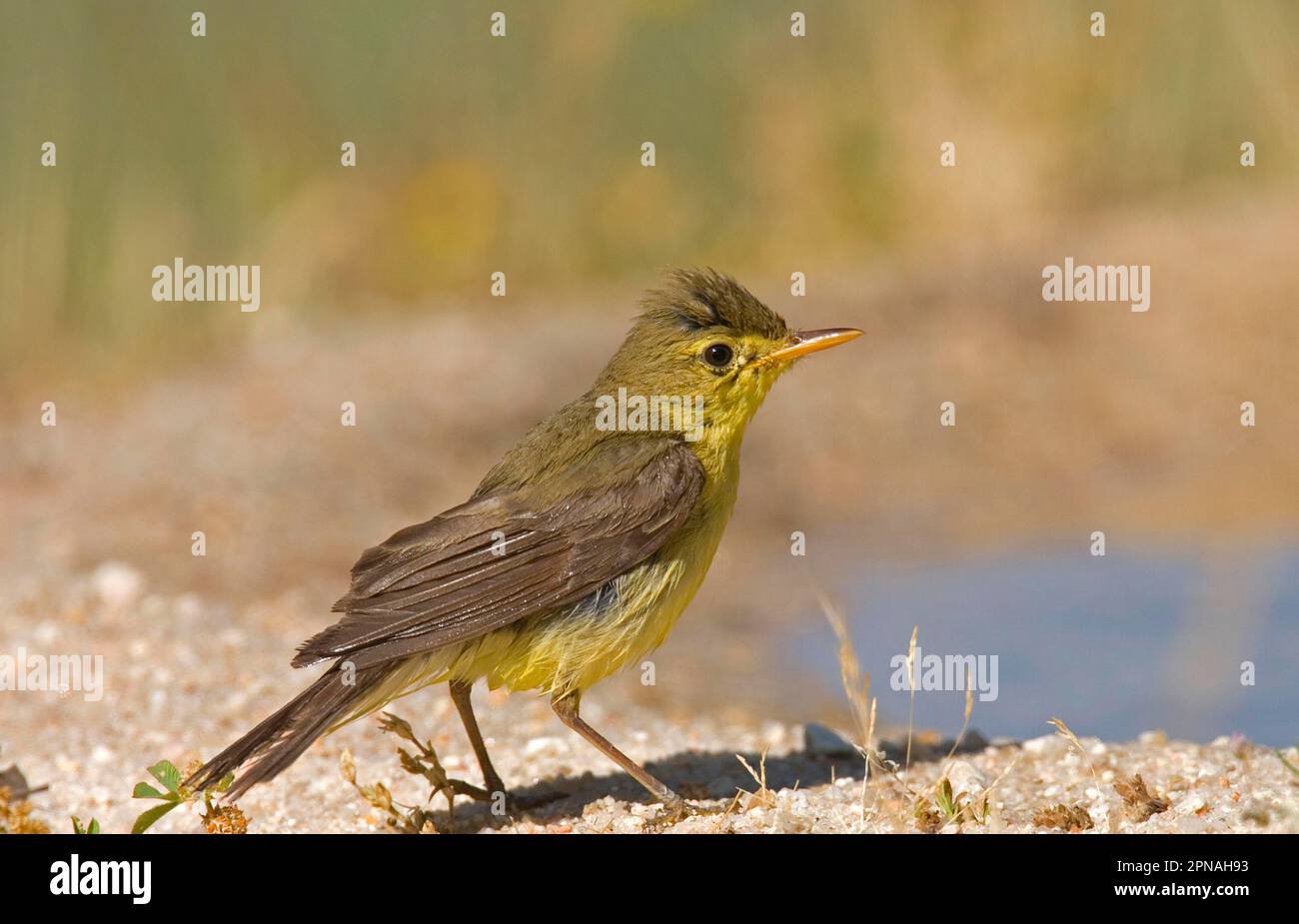 Paruline melodieuse (Hippolais polyglotta) adulte, plumes humides après le bain, Espagne Banque D'Images