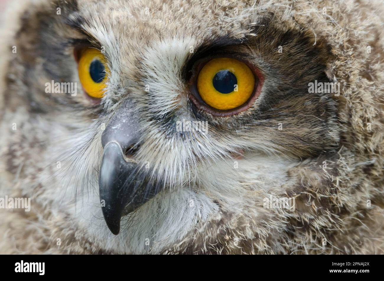 (Bubo Bubo), 45 jours Banque D'Images