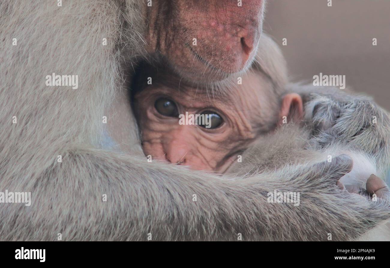 la famille des macaques de capot, (macaca radiata) également connue sous le nom de zati, est une espèce de macaque endémique dans le sud de l'inde Banque D'Images