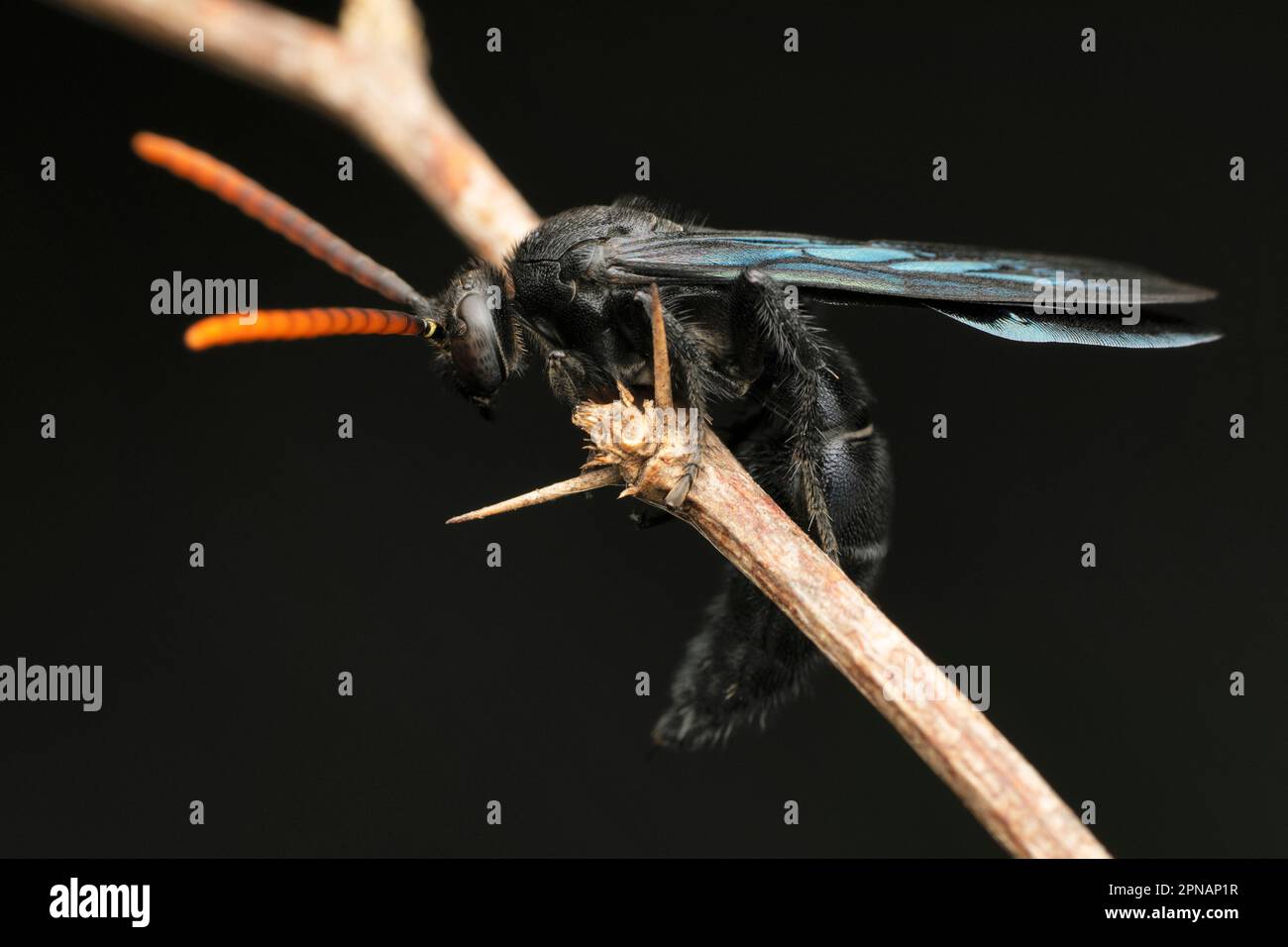 Guêpe araignée noire, Pompilus humilis, Satara, Maharashtra, Inde Banque D'Images