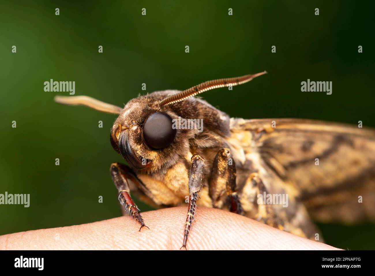 Gros plan de la mort Head Hawk Moth, Acherontia lachesis, Satara, Maharashtra, Inde Banque D'Images