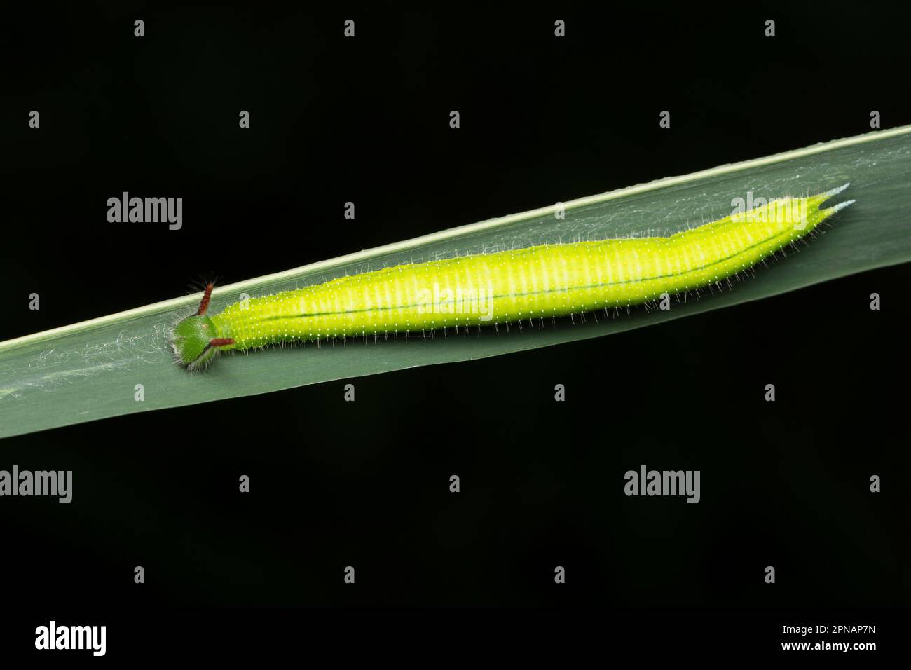 Chenille verte avec cornes rouges, Satara, Maharashtra, Inde, 3 Banque D'Images