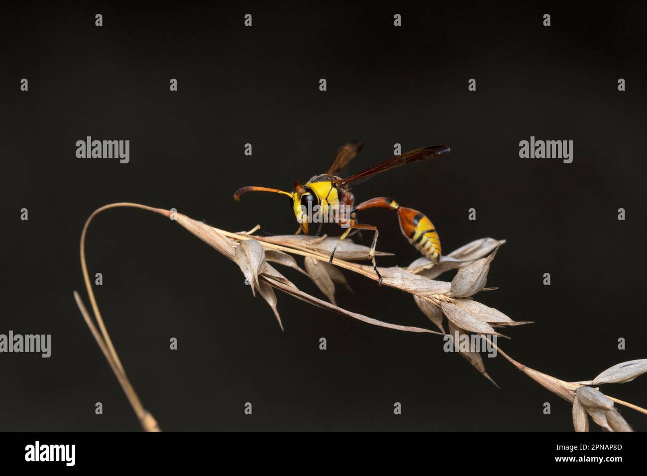 Wasp Mason, Phimenes flavopictum, Pune, Maharashtra, Inde Banque D'Images