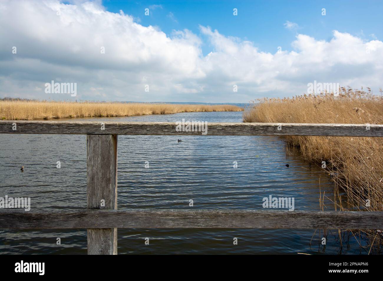 Promenade autour du Federsee, patrimoine mondial de l'unesco, Bad Buchau Banque D'Images