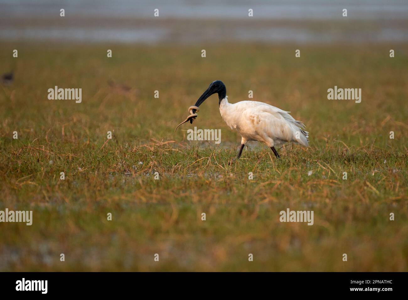 Oiseau ibis à tête noire qui se prêchent sur un serpent Banque D'Images