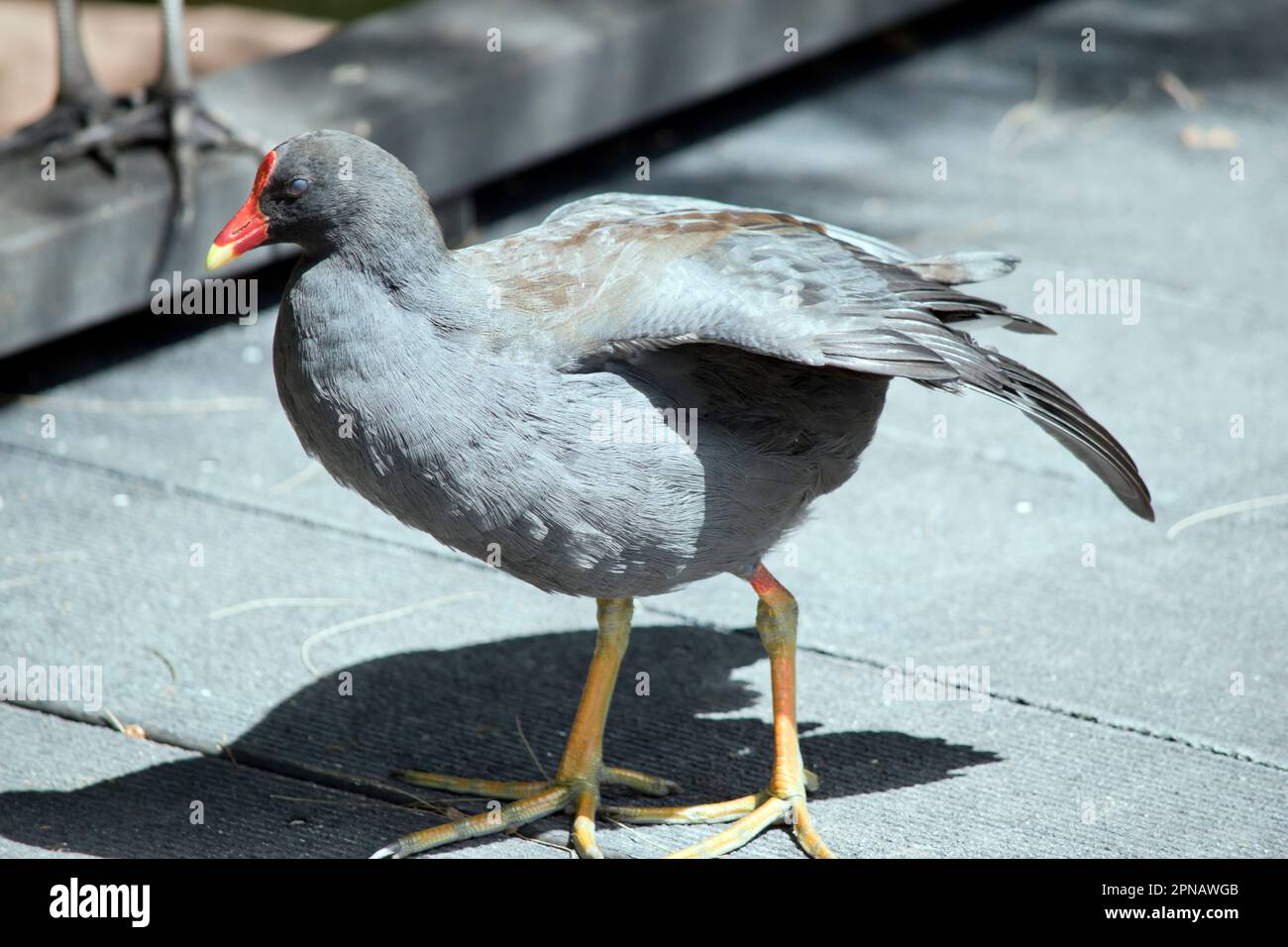 la moorhen dusky est un oiseau d'eau qui a toutes les plumes noires avec un bouclier frontal orange et jaune Banque D'Images