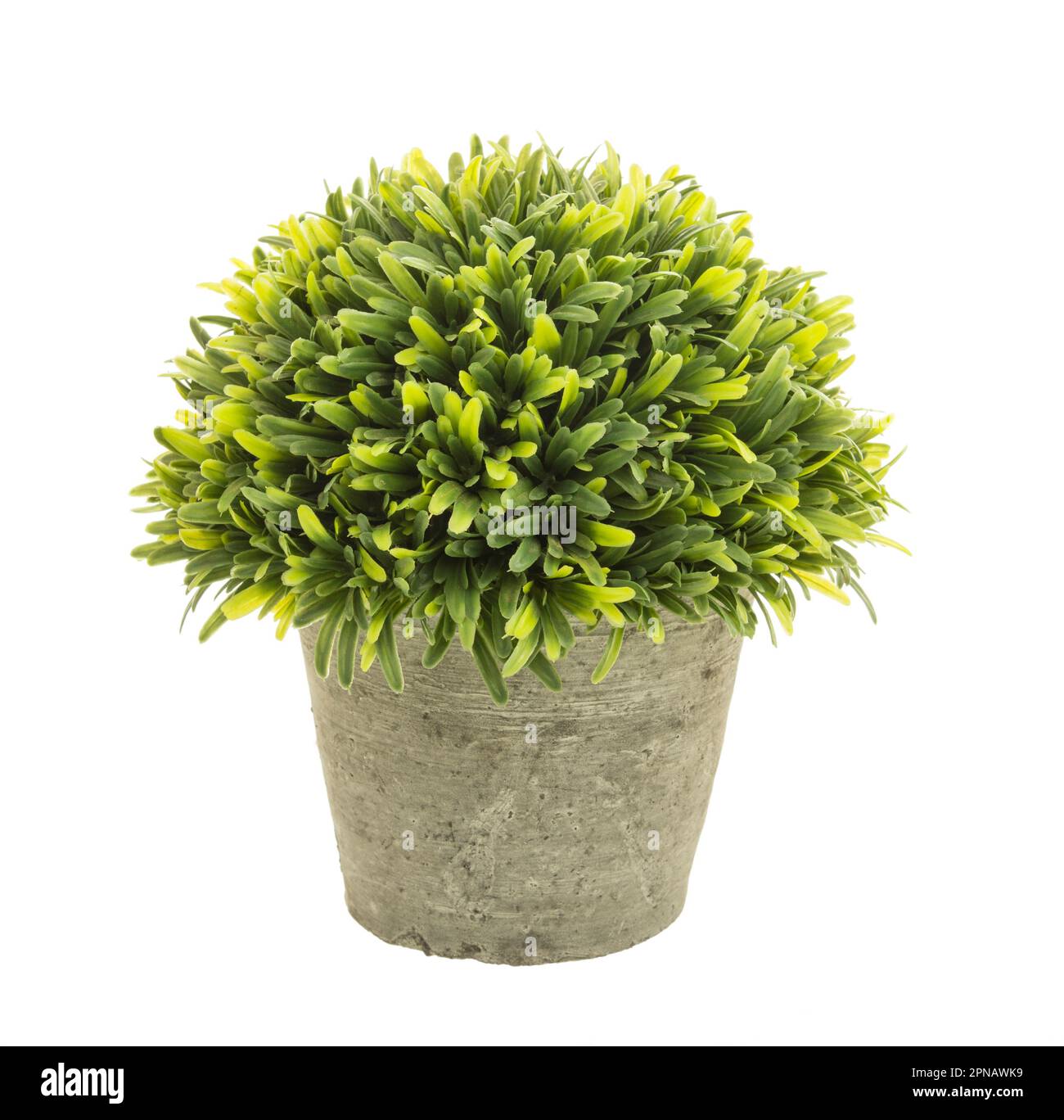Herbe décorative en pot de fleurs isolée sur fond blanc. Banque D'Images
