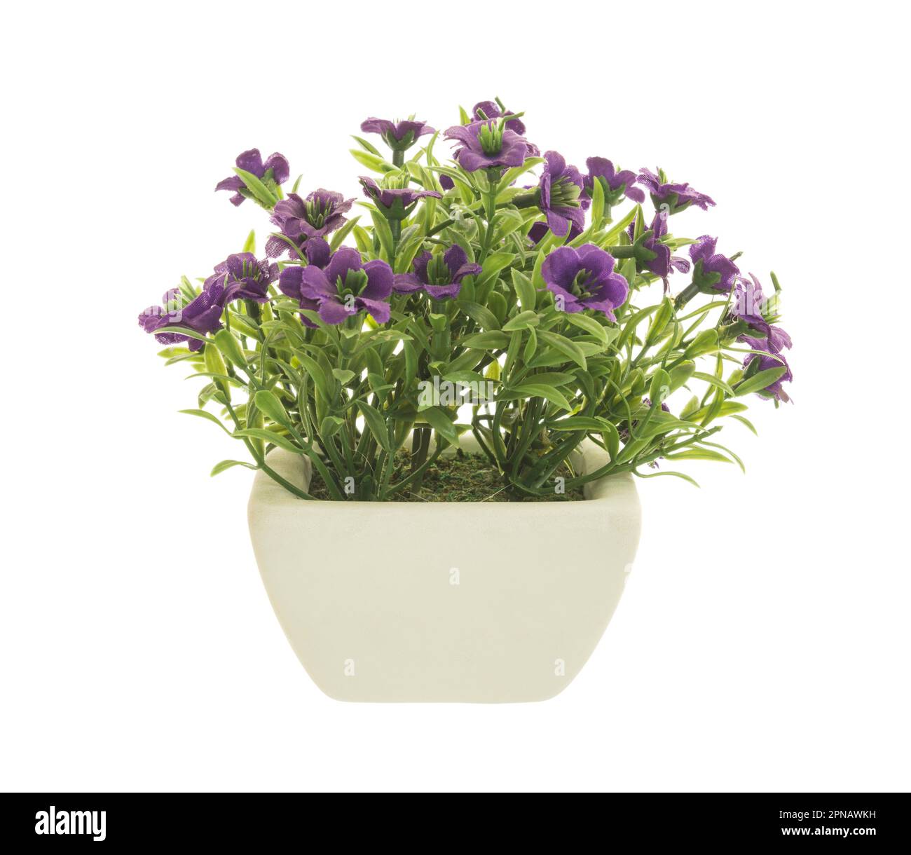 Pétunia violet décoratif dans un pot de fleurs isolé sur fond blanc. Banque D'Images