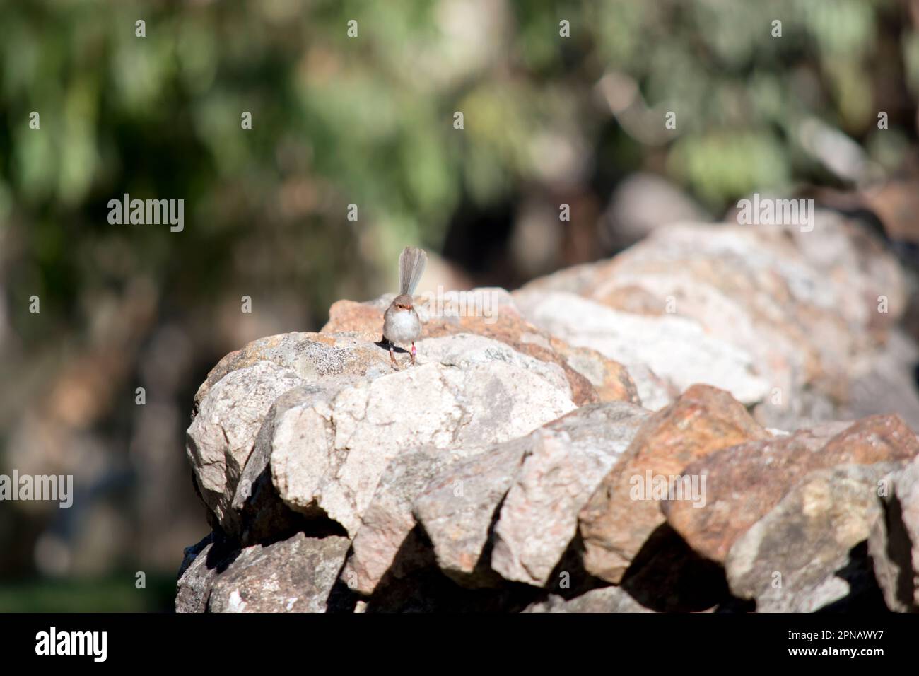 Fée-wren; superbe wren fée; vue latérale; plumes blanches; petites; oiseau ; bec, orange ; marron, brun clair ; Animal; beauté dans la nature; sauvage; Australie: Animal Banque D'Images