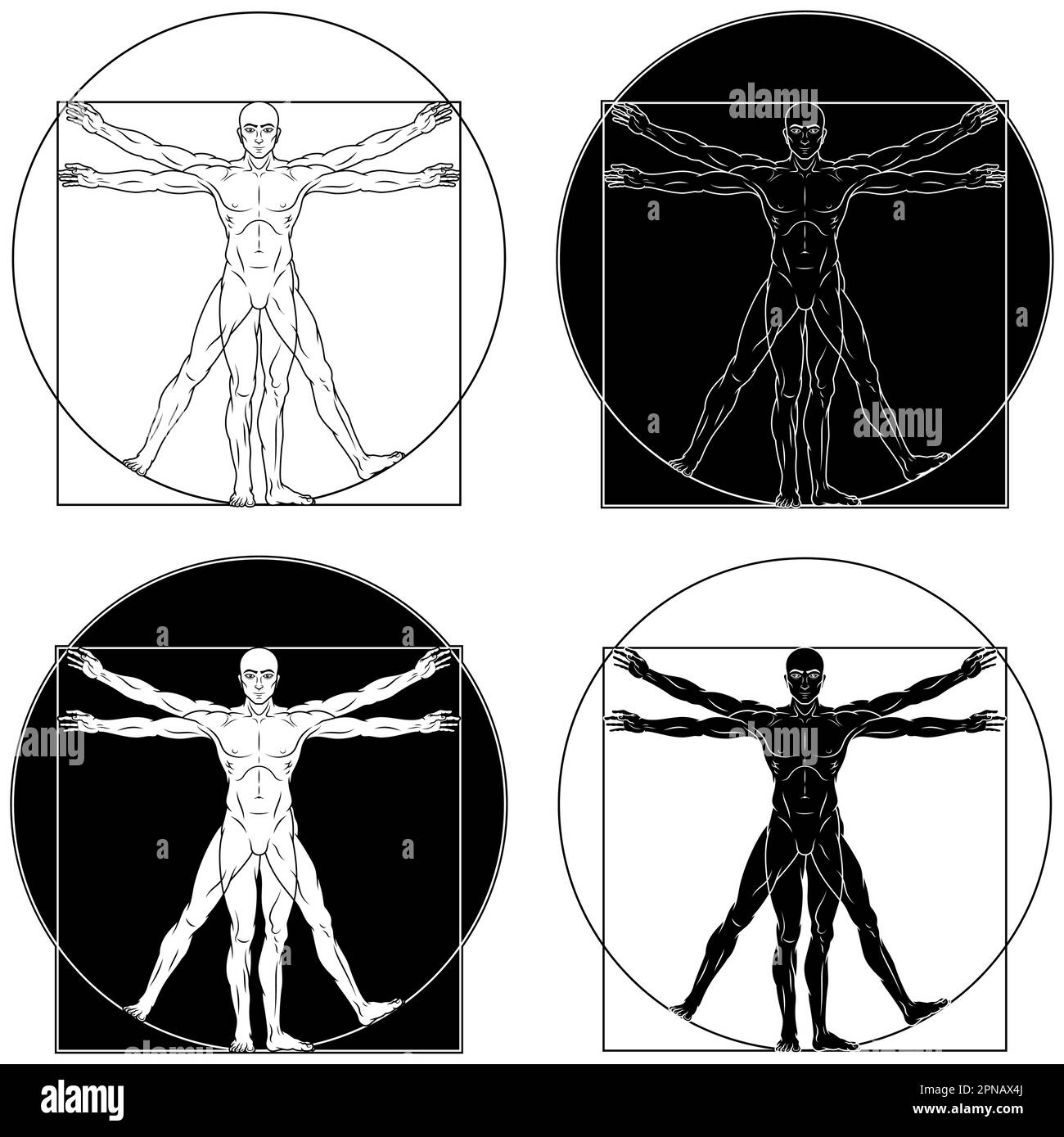 Dessin vectoriel de style caricature homme de Vitruvian, Etude des proportions idéales du corps humain, canon de proportions humaines Illustration de Vecteur