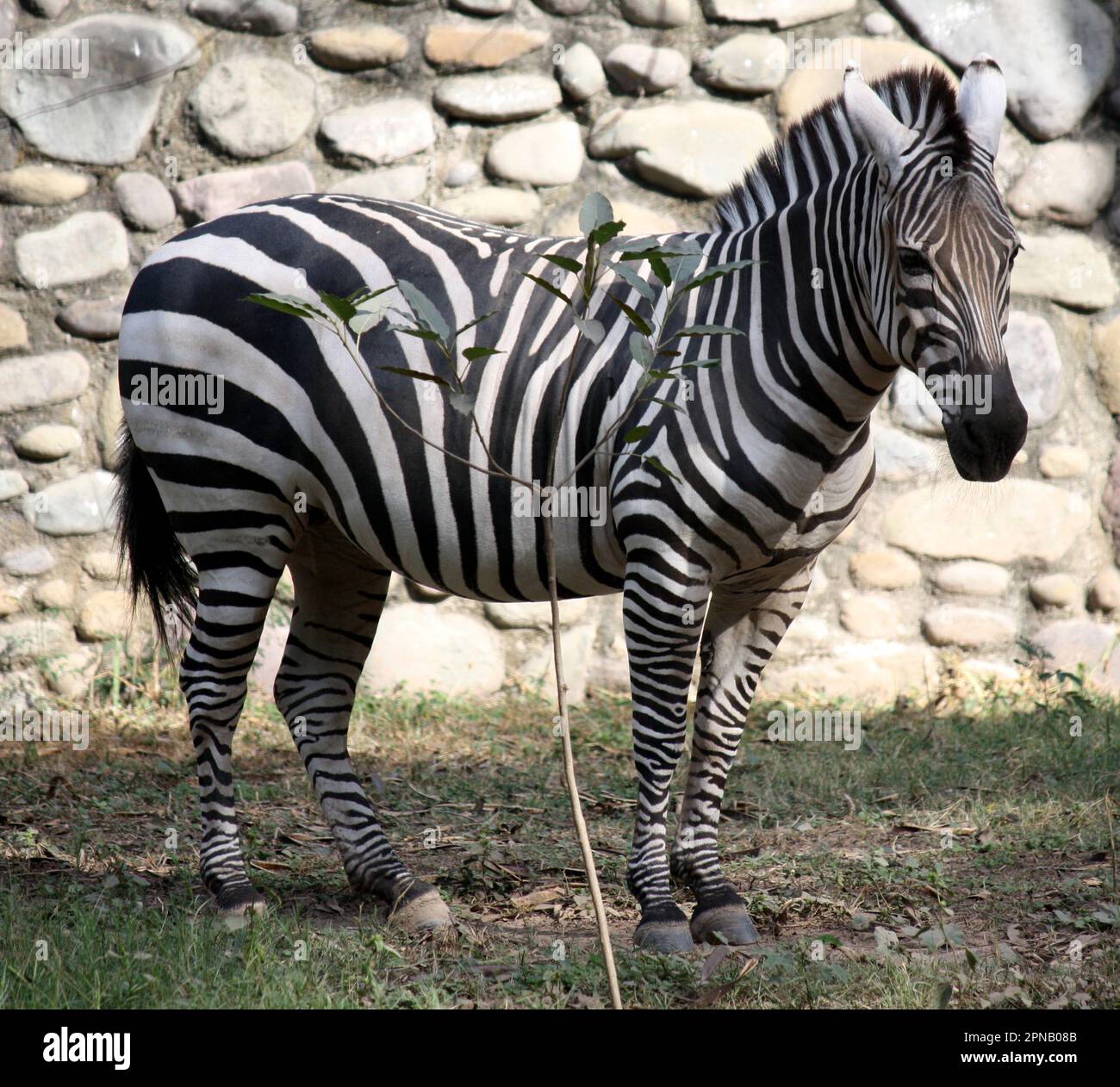 Zébra de Grant (Equus quagga boehmi) debout dans un zoo : (pix Sanjiv Shukla) Banque D'Images