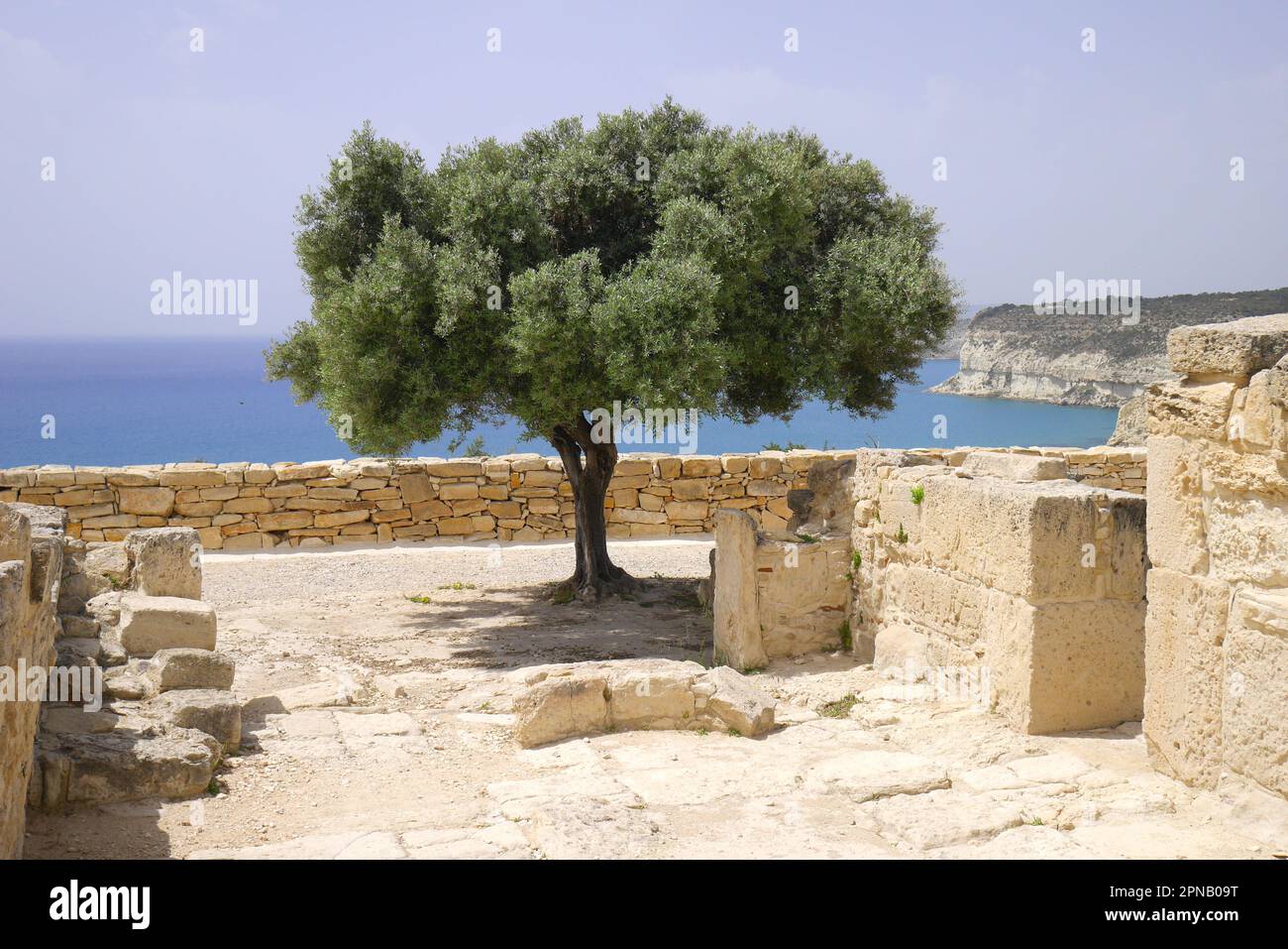 Arbre dans la zone archéologique de Kourion, Episkopi, district de Limassol, République de Chypre Banque D'Images