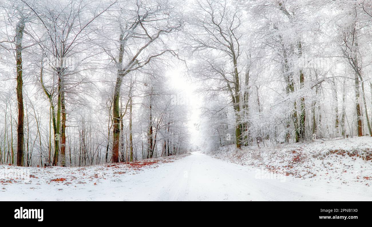 Paysage d'hiver. Chemin d'hiver et d'arbres couverts de neige Banque D'Images
