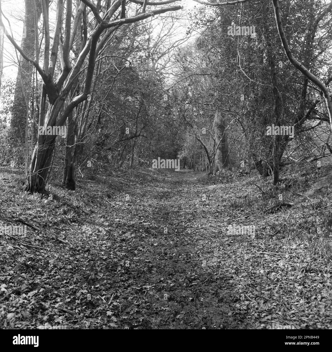 The Knapp, Medstead, Hampshire, Angleterre, Royaume-Uni. Banque D'Images