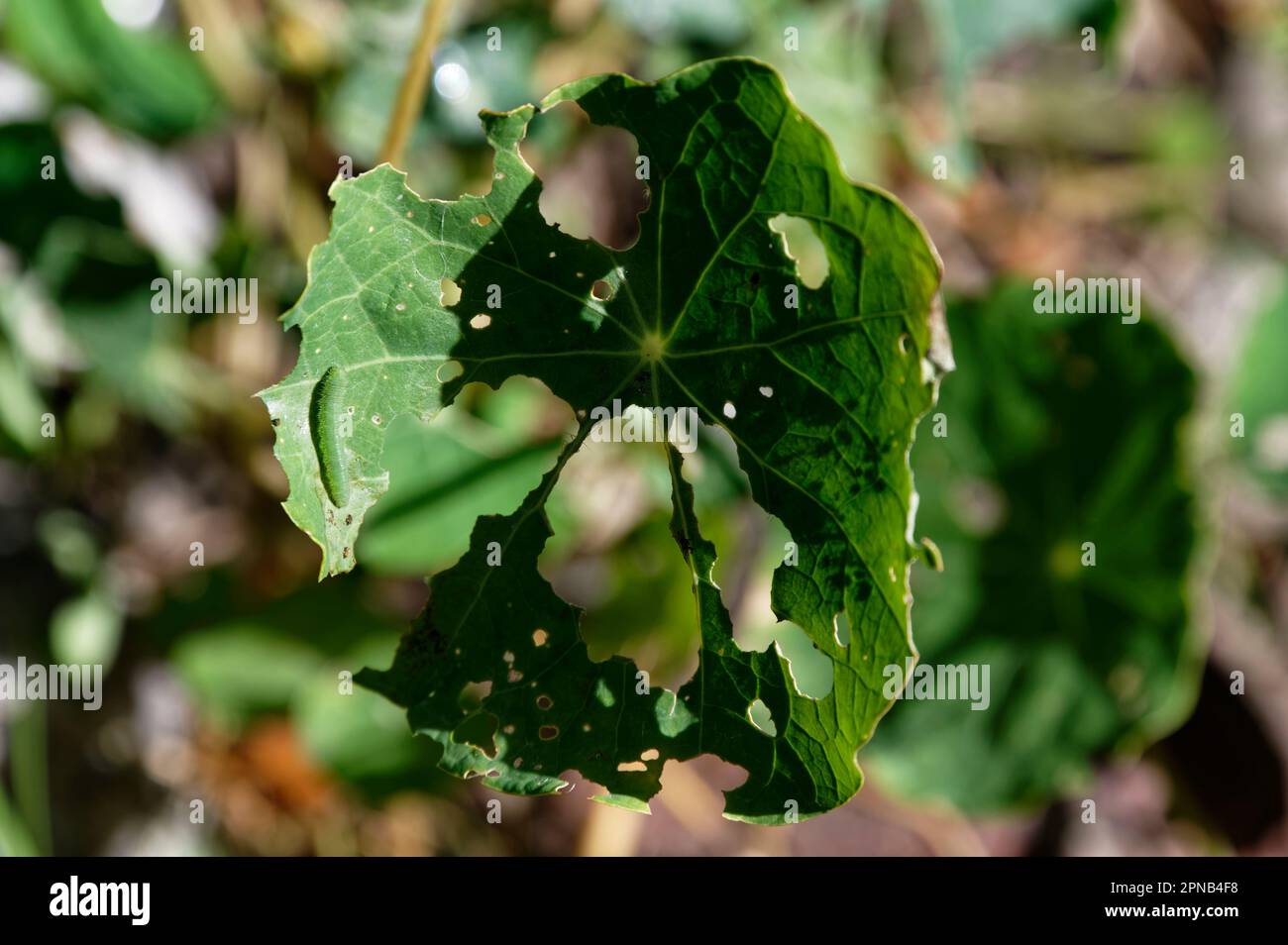 Une grande chenille blanche, verte de papillon a mangé la plus grande partie de la feuille de nasturtium sur laquelle elle se trouve Banque D'Images