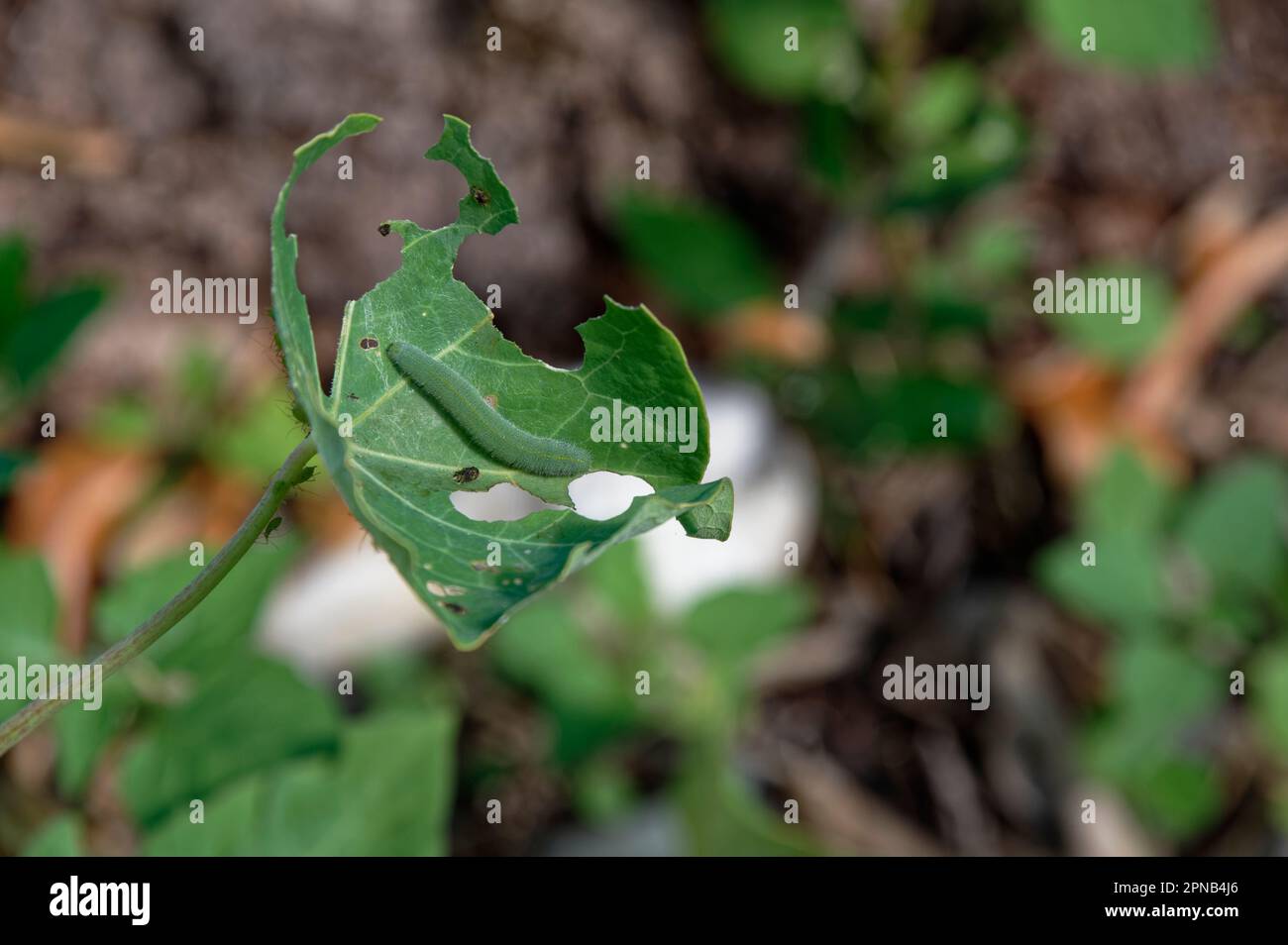 Un gros papillon blanc très affamé caterpillar a mangé à travers une feuille de nasturtium, leur n'est pas beaucoup de la plante restante Banque D'Images