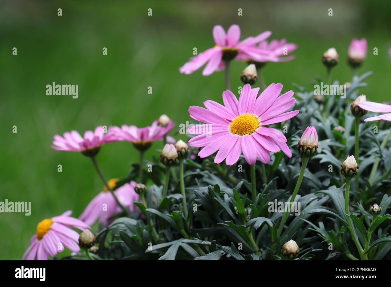 Gros plan de magnifiques fleurs d'Argyranthemum frutescens sur un fond naturel vert flou Banque D'Images