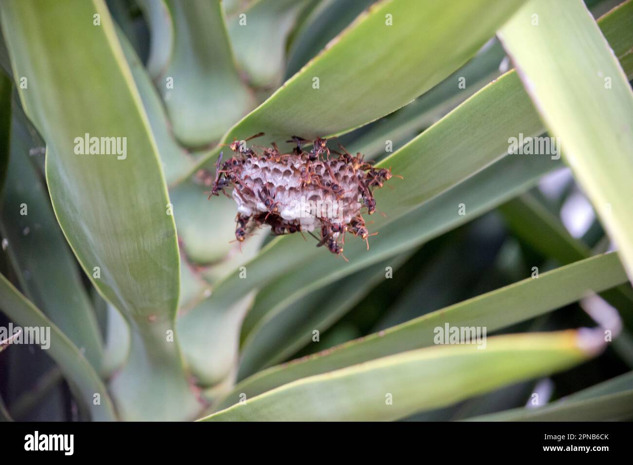 Les guêpes sont des insectes volants et sont souvent observés en visite de fleurs pendant les périodes de floraison. Comme tous les insectes, les guêpes ont trois paires de jambes, antenne Banque D'Images