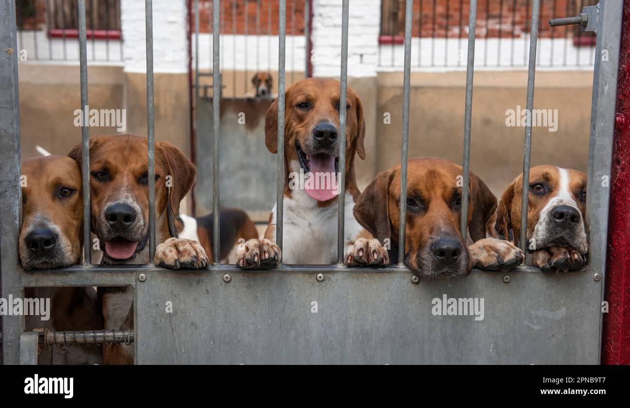 La chasse à l'anglais est un chien de chenil Banque D'Images