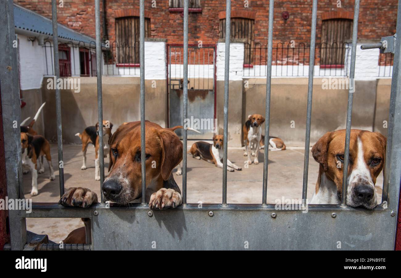 La chasse à l'anglais est un chien de chenil Banque D'Images