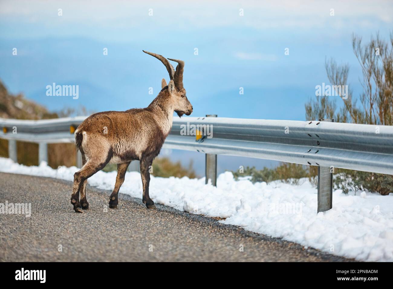Chèvres de montagne traversant la route. Faune alpine. Espagne Banque D'Images