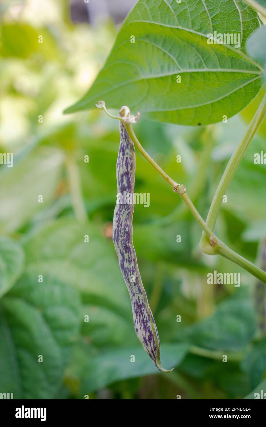 Haricot de langue de dragon dans le jardin Phaseolus vulgaris Banque D'Images