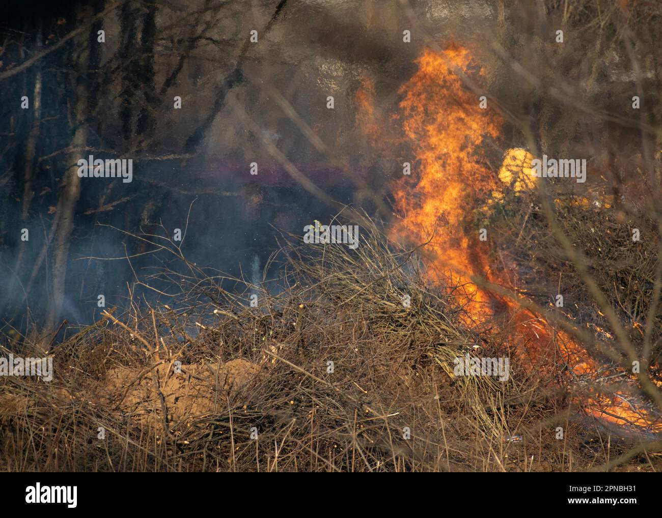 Brûlure contrôlée dans le parc, risque de feu de brousse Banque D'Images