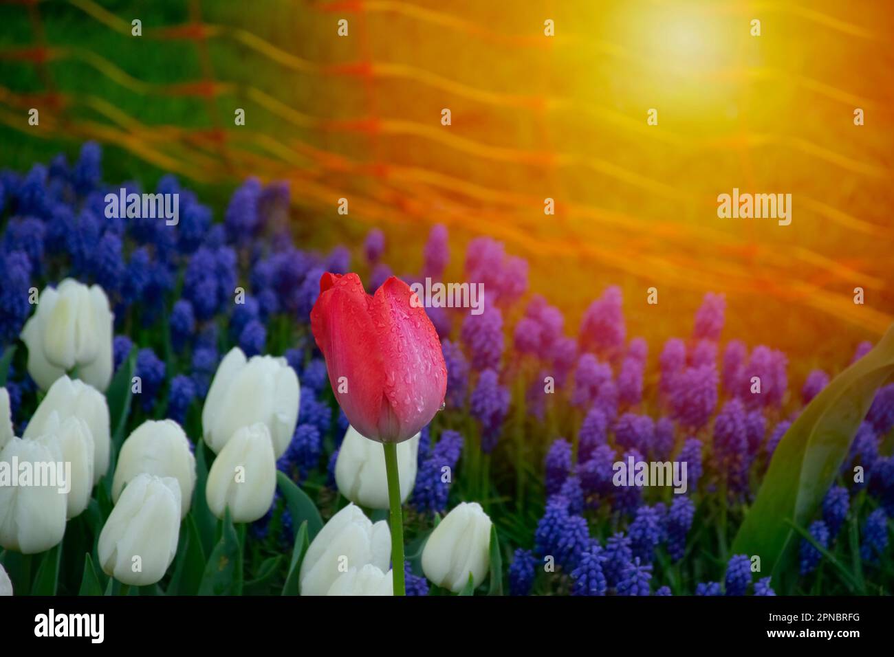 Magnifiques tulipes rouges avec des gouttelettes d'eau pour un arrière-plan au coucher du soleil. Banque D'Images