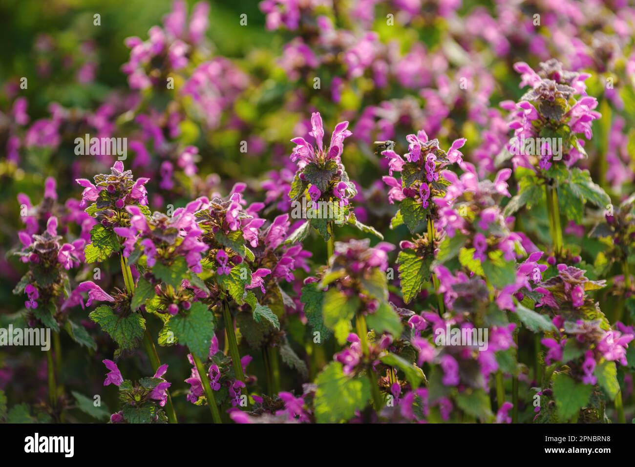 Fleurs sauvages de l'ortie morte tachetée (Lamium maculatum) dans le parc, foyer sélectif Banque D'Images