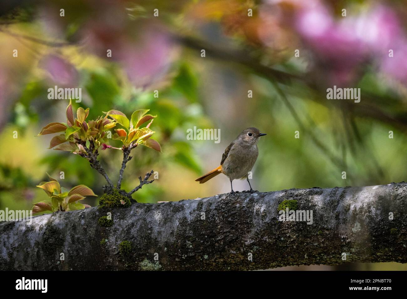 Une fille Daurien Redstart vue dans les jardins japonais de cerisiers en fleurs. Banque D'Images